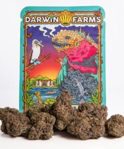 SUGAR HIGH STRAIN