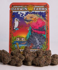 RAINBOW RUNTZ STRAIN