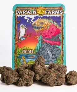 Zoap Strain