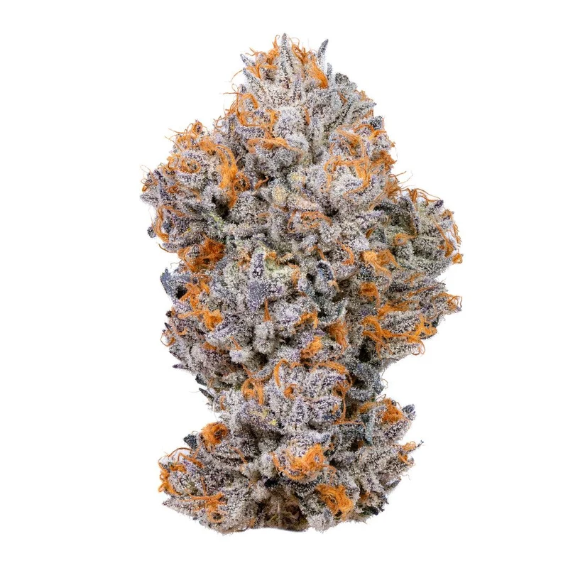 Biscotti weed strain cannabis flower with dense trichomes